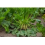 Sugar beet plant Janosik in field