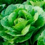 Bacio lettuce