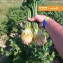 Рука держит два корня сельдерея BASIP на фоне грядки - Принц