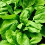 Свежие листья шпината - Matador