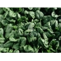 Свежий шпинат бренда AGROLIFE - Traverse