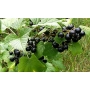Black currant berries on a branch with green leaves - Titania
