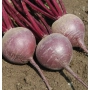 Beetroot roots of the Cardeal variety on soil