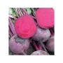 Table beet roots of variety Zeppo RZ F1