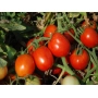 Красные помидоры на ветвях томатного куста - Аксель F1