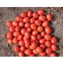 Red tomatoes of the Upgrade F1 variety on soil
