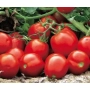 Ripe red tomatoes on vine - Upgrade F1