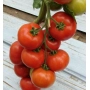 Дозрілі червоні помідори сорту Belle F1 на гілці - Белле F1