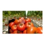 Красные томаты на фоне грядок с зелеными плодами - Гродена F1