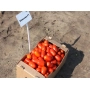 Коробка с красными помидорами сорта Классик F1 на земле