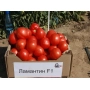 Коробка с помидорами сорта Ламантин F1
