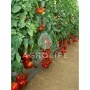 Tomatoes growing on vines in a greenhouse with AGROLIFE logo - MICHEL F1