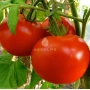 Крупные красные томаты на ветке с логотипом AGROLIFE - Полонез F1