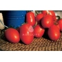 Красные томаты на соломенной подложке с логотипом AGROLIFE - Посадас F1