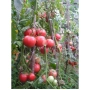 red and green tomatoes on vine - Raissa F1