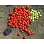 Свежие помидоры сорта STELLA RED F1 на земле - СТЕЛЛА РЕД F1