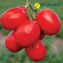 Красные томаты сорта STELLA RED F1 на ветке - СТЕЛЛА РЕД F1