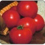 Красные томаты в корзине - Сита F1
