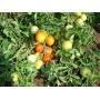 Томати сорту Талісман на кущі