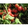 Красные томаты на кусте - Тарпан F1