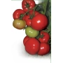 Свежие красные и зеленые томаты на ветке - Тисато F1