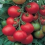 Ripe red tomatoes on a vine with green leaves - Tolstoi F1