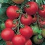 Red tomatoes on a vine with green leaves - Tolstoi F1