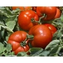 Дозрілі червоні помідори сорту Трибека на зелених листках - Трібека
