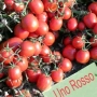 Fresh Uno Rosso tomatoes on vines
