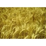 Golden field of Amphidiploid 15 triticale