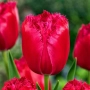 Красные тюльпаны сорта Бургунди Лейс на фоне зелени