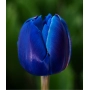 Blue Cassini tulip against green background