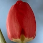 Red Diplomat tulip against a sky background