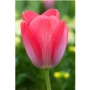 Pink-red tulip on green background - Elisabeth Arden