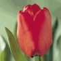 Красный тюльпан на зелёном фоне - Лондон