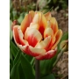 Тюльпан сорта Проминенс на фоне земли