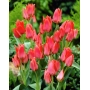 Red tulips on a green background - Toronto