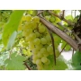 Созревающий виноград сорта Шасла Белая на лозе