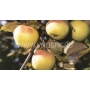 Orlovsky Syrup apples on a branch