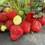 Strawberry Clery with temperature -20°C and height 40 cm
