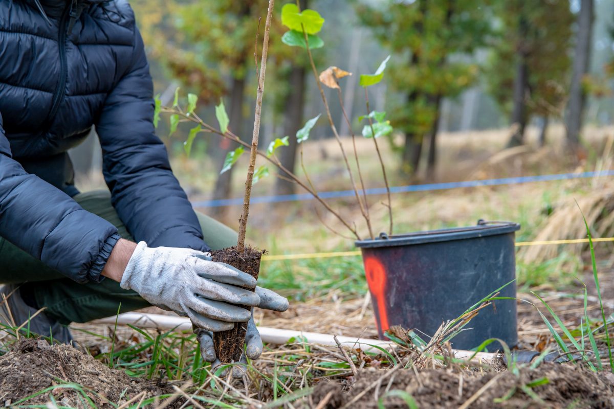 Selection and Planting of Fruit Crop Seedlings in Central Russia's Climate