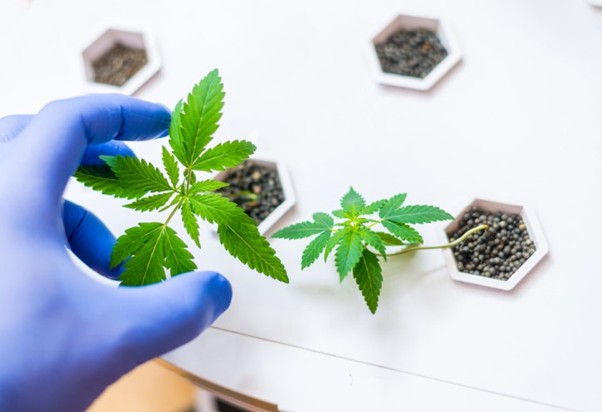 Creating resistant varieties