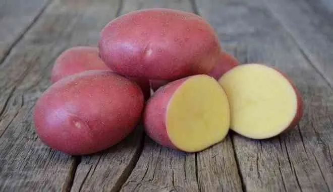 отборные овальные клубни картофеля лабелла с гладкой красной кожурой