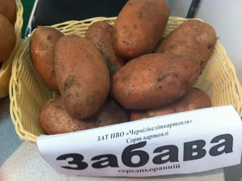 выровненные продолговато-овальные клубни картофеля забава с розовой кожурой