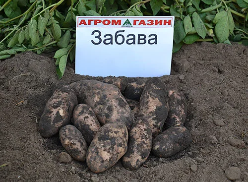 собранный урожай картофеля забава подготовленный к зимнему хранению