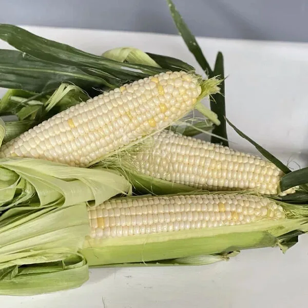 высокие зеленые стебли сахарной кукурузы на поле