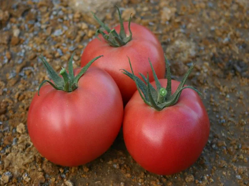 плотная и сочная структура томата грифон f1 на разрезе