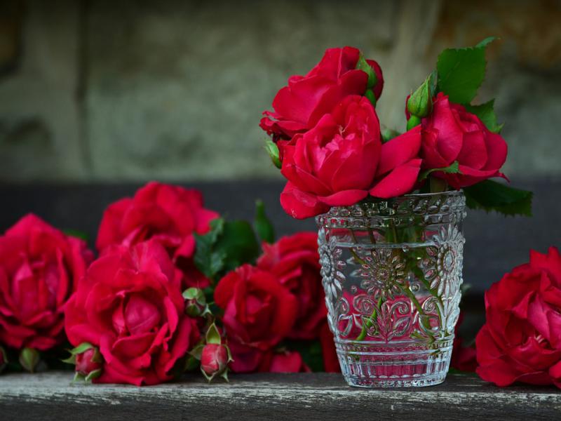 саженцы роз кустовых - Florium.ua